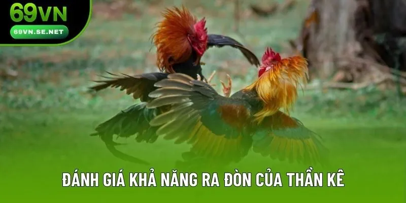 Đánh giá khả năng ra đòn của thần kê Đánh giá khả năng ra đòn của thần kê
