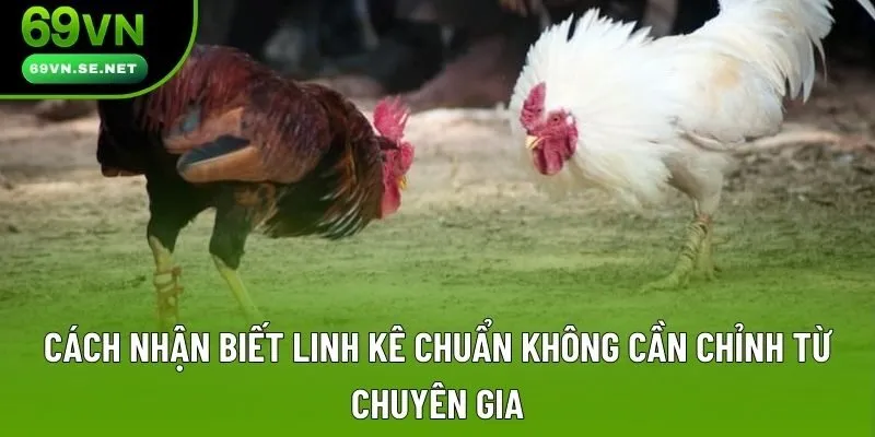 Cách Nhận Biết Linh Kê Chuẩn Không Cần Chỉnh Từ Chuyên Gia