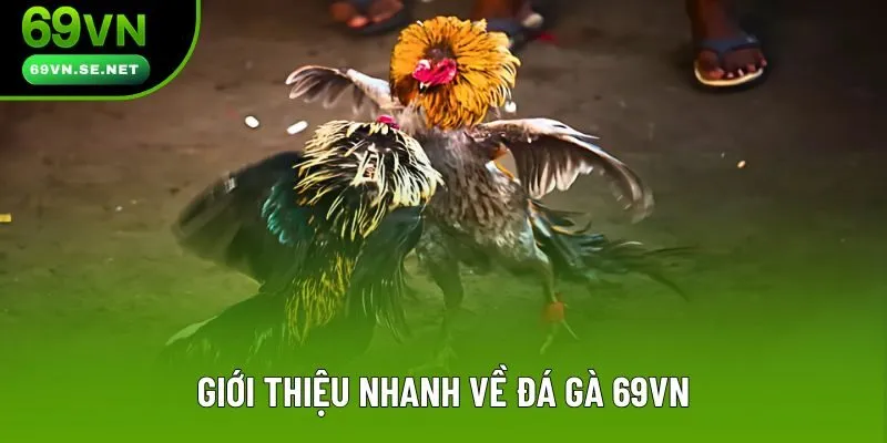 Giới thiệu nhanh về đá gà 69VN Giới thiệu nhanh về đá gà 69VN