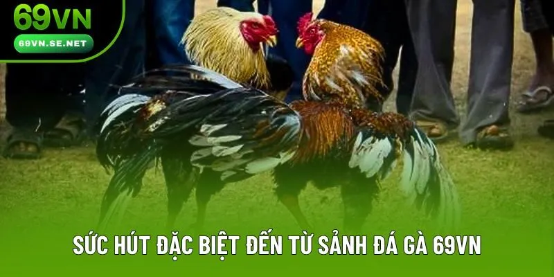 Sức hút đặc biệt đến từ sảnh đá gà 69VN Sức hút đặc biệt đến từ sảnh đá gà 69VN
