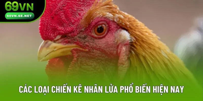 Các loại chiến kê nhãn lửa phổ biến hiện nay Các loại chiến kê nhãn lửa phổ biến hiện nay