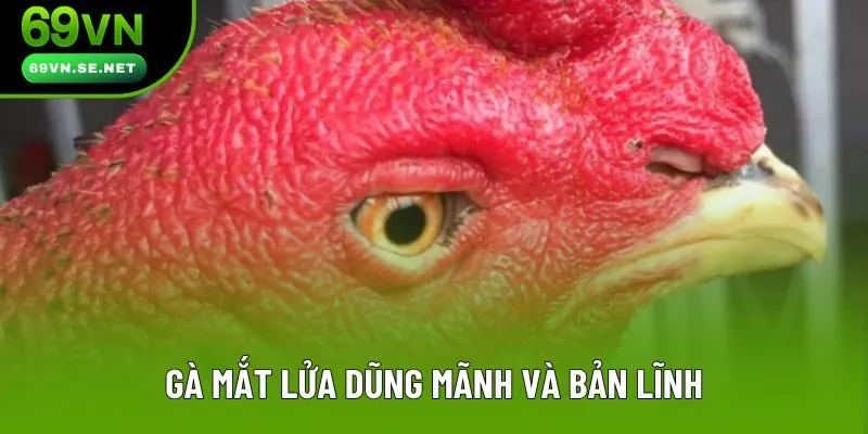 Gà mắt lửa dũng mãnh và bản lĩnh Gà mắt lửa dũng mãnh và bản lĩnh