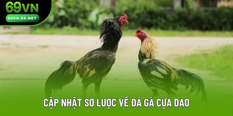 Cập nhật sơ lược về đá gà cựa dao Cập nhật sơ lược về đá gà cựa dao