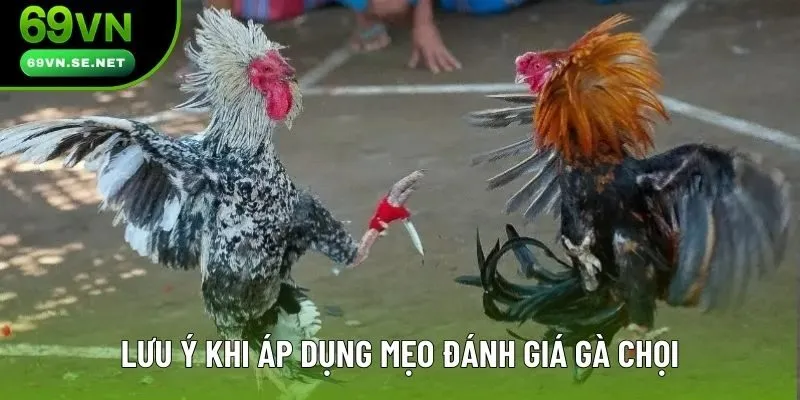 Lưu ý khi áp dụng mẹo đánh giá gà chọi Lưu ý khi áp dụng mẹo đánh giá gà chọi