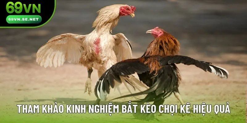 Tham khảo kinh nghiệm bắt kèo chọi kê hiệu quả Tham khảo kinh nghiệm bắt kèo chọi kê hiệu quả