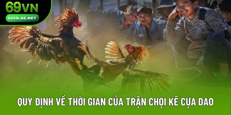 Quy định về thời gian của trận chọi kê cựa dao Quy định về thời gian của trận chọi kê cựa dao