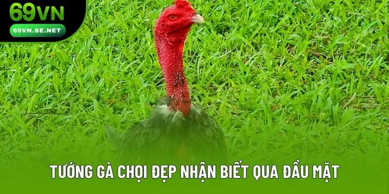 Tướng gà chọi đẹp nhận biết qua đầu mặt Tướng gà chọi đẹp nhận biết qua đầu mặt