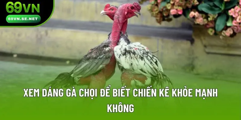 Xem dáng gà chọi để biết chiến kê khỏe mạnh không Xem dáng gà chọi để biết chiến kê khỏe mạnh không