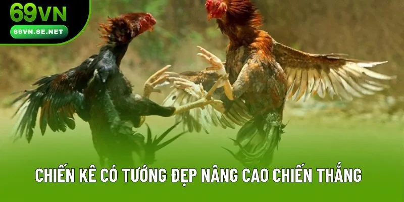 Chiến kê có tướng đẹp nâng cao chiến thắng Chiến kê có tướng đẹp nâng cao chiến thắng