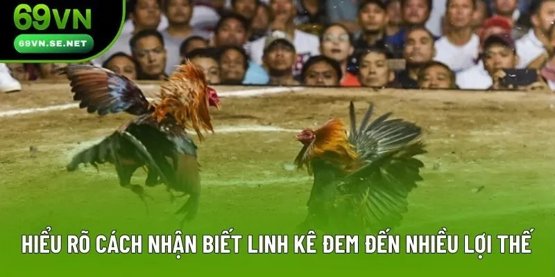 Hiểu rõ cách nhận biết linh kê đem đến nhiều lợi thế Hiểu rõ cách nhận biết linh kê đem đến nhiều lợi thế